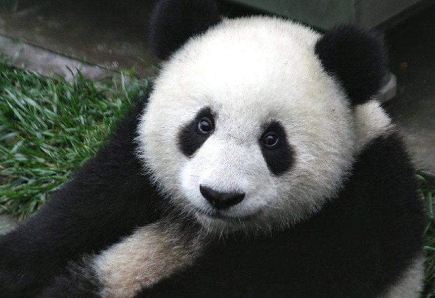 Panda-4.2---dla-jednych-szansa,-dla-innych-zagrożenie